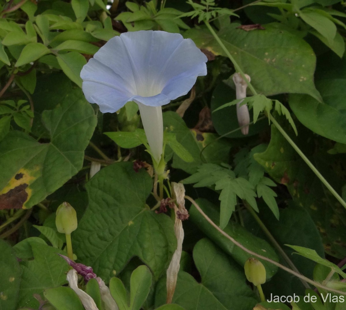 Ipomoea nil (L.) Roth